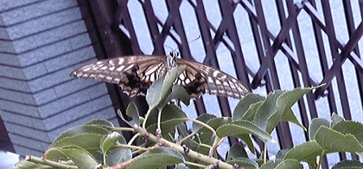 c0280322_10504689.jpg