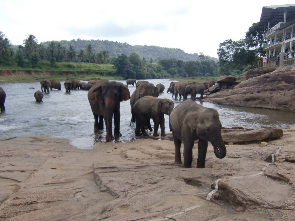 ピンナワラ象孤児院　in SriLanka　2013年7月　3_d0281322_11365981.jpg