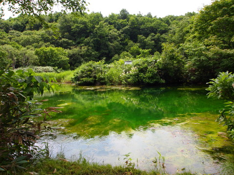 キンコウカ：田代平湿原（青森市）*20130727_b0147224_2020029.jpg