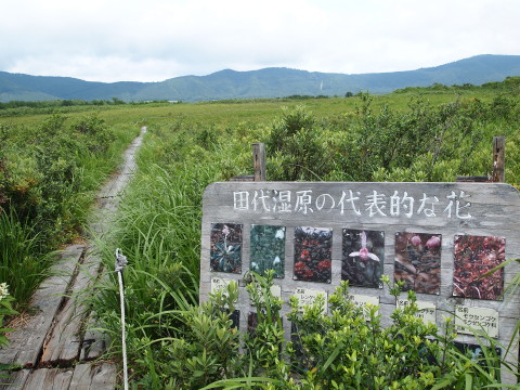 キンコウカ：田代平湿原（青森市）*20130727_b0147224_2020191.jpg