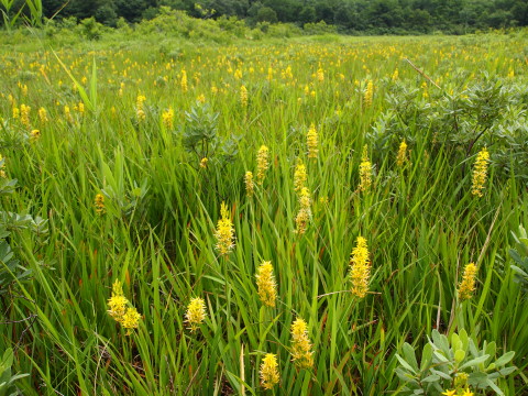 キンコウカ：田代平湿原（青森市）*20130727_b0147224_20222850.jpg