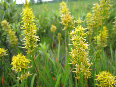 キンコウカ：田代平湿原（青森市）*20130727_b0147224_20225845.jpg