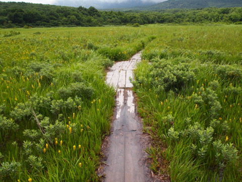 キンコウカ：田代平湿原（青森市）*20130727_b0147224_2022939.jpg