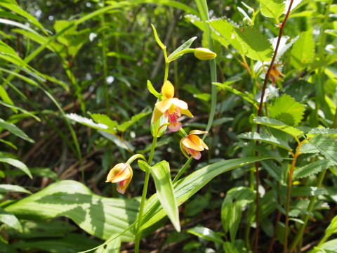 キンコウカ：田代平湿原（青森市）*20130727_b0147224_20251372.jpg