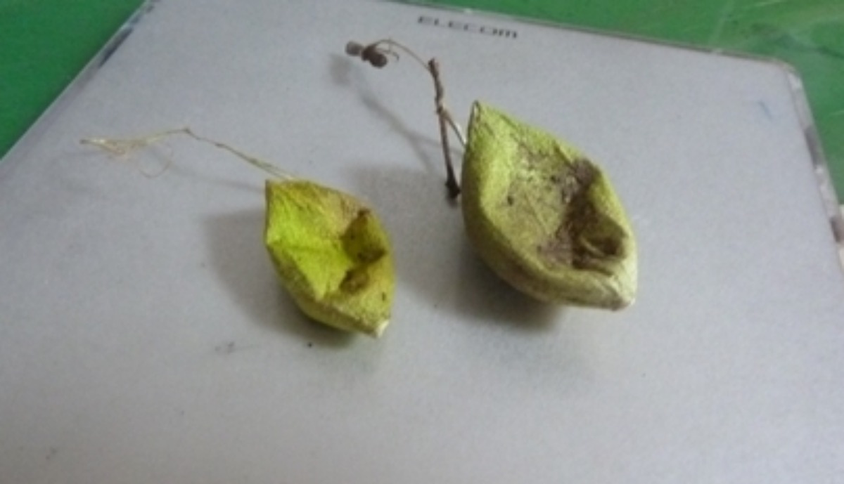 e0033229_212147.jpg