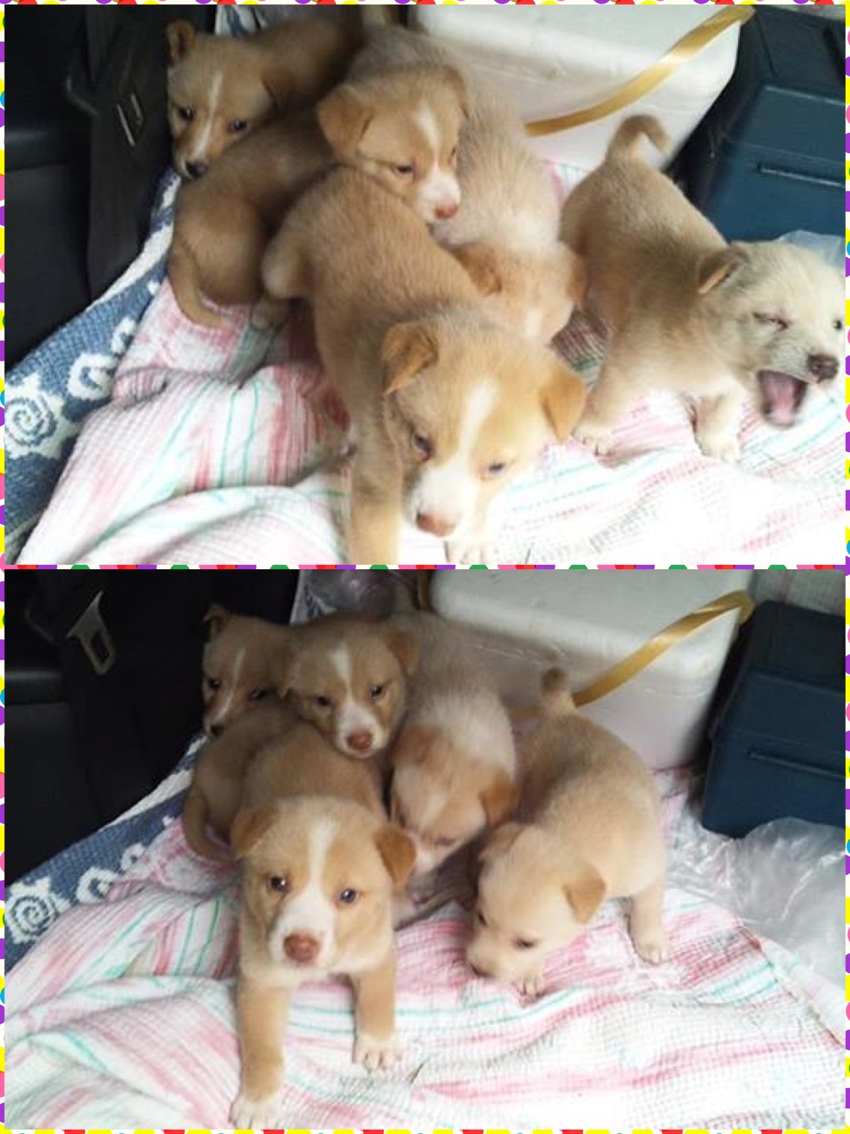 倉敷の捨て犬ちゃん 子犬 Lohi Ola 岡山倉敷の小さな命