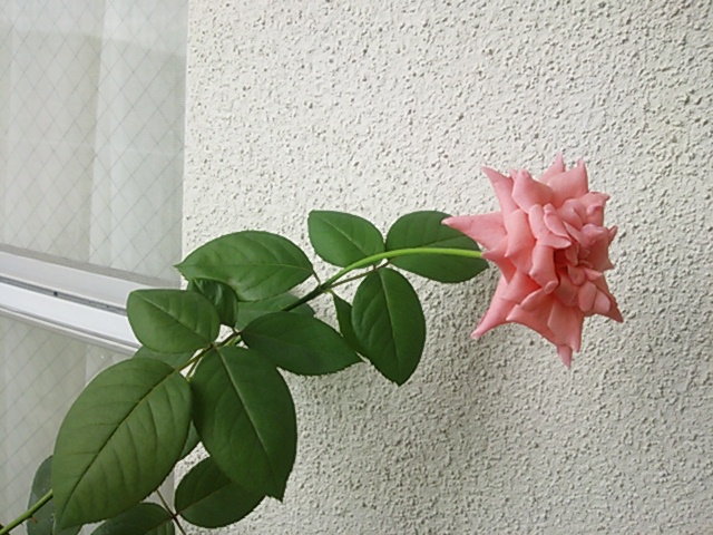 a0211435_90471.jpg