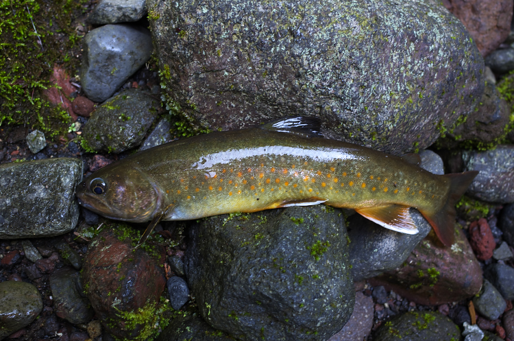 兵衛谷　岩魚釣り編_b0237035_23571483.jpg