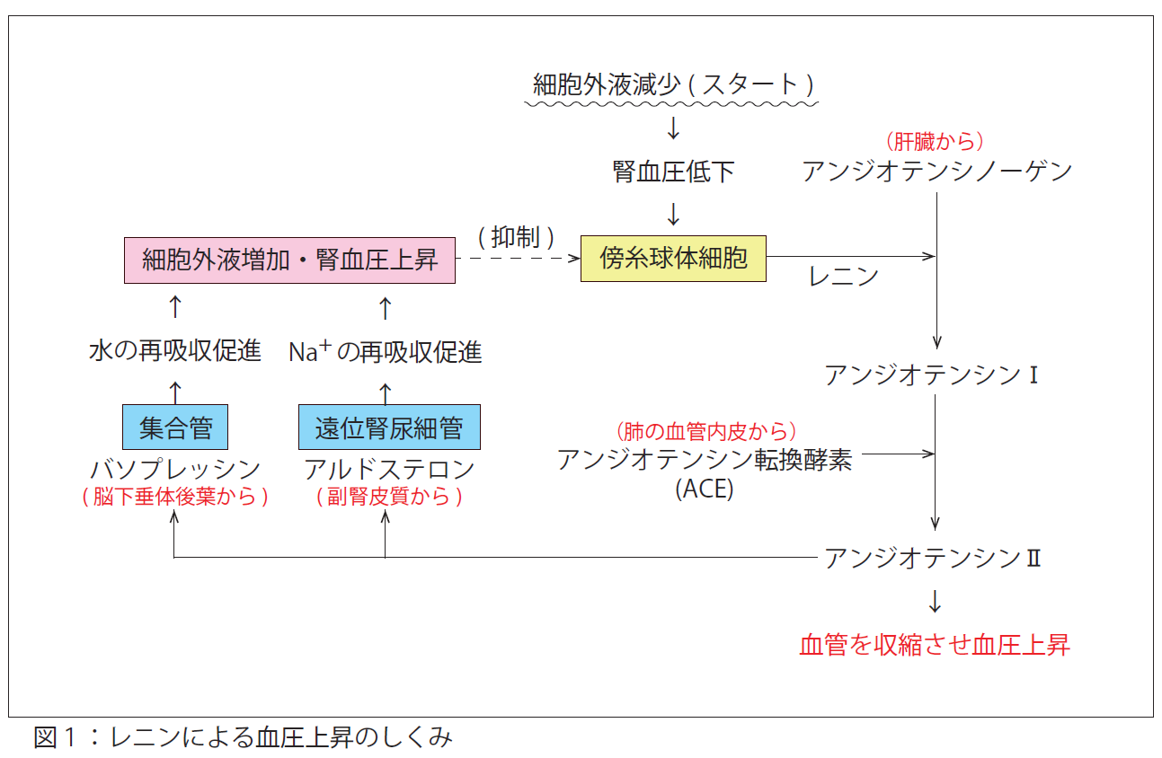 皮質 ゴロ 副腎 ホルモン