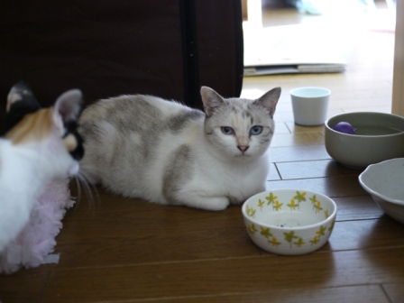 猫のお友だち チェルシーちゃんいちごちゃんみるくちゃん編。_a0143140_0305581.jpg
