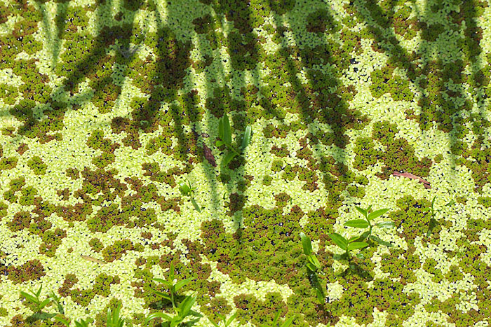 c0067040_21381137.jpg
