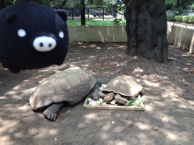 入園無料の動物園で癒やされまくり〜ゆかいなプレーリードッグなど。_f0029541_13315481.jpg