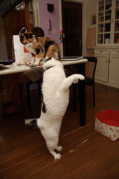 みんな〜！天然猫じゃらしの季節だぞ！_a0028451_1258056.jpg
