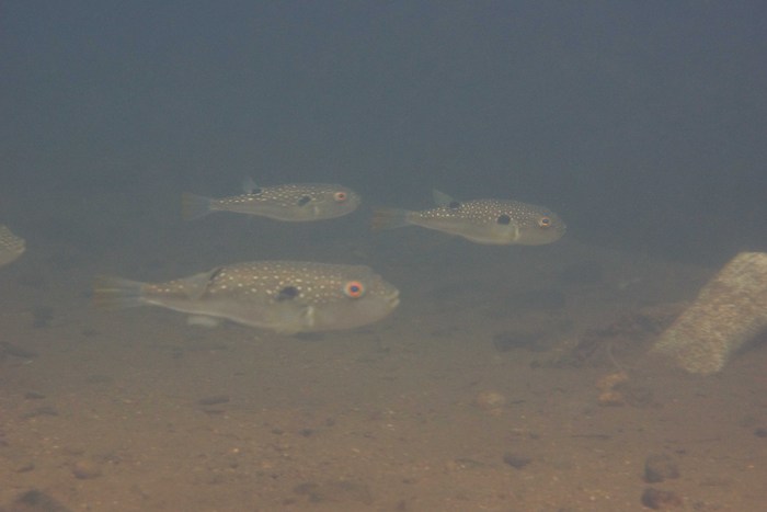 海水魚クサフグが川にきているので淡水魚カテゴリ水中動画 北のフィールドノート