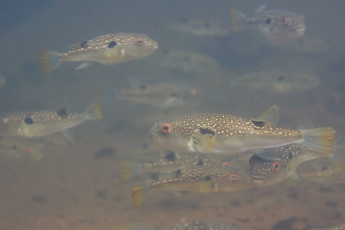 海水魚クサフグが川にきているので淡水魚カテゴリ水中動画_e0039759_22271727.jpg