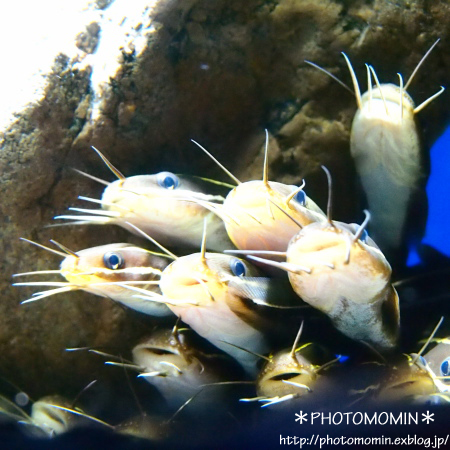 京都水族館＊その他いろいろ＊_a0172271_0473294.jpg