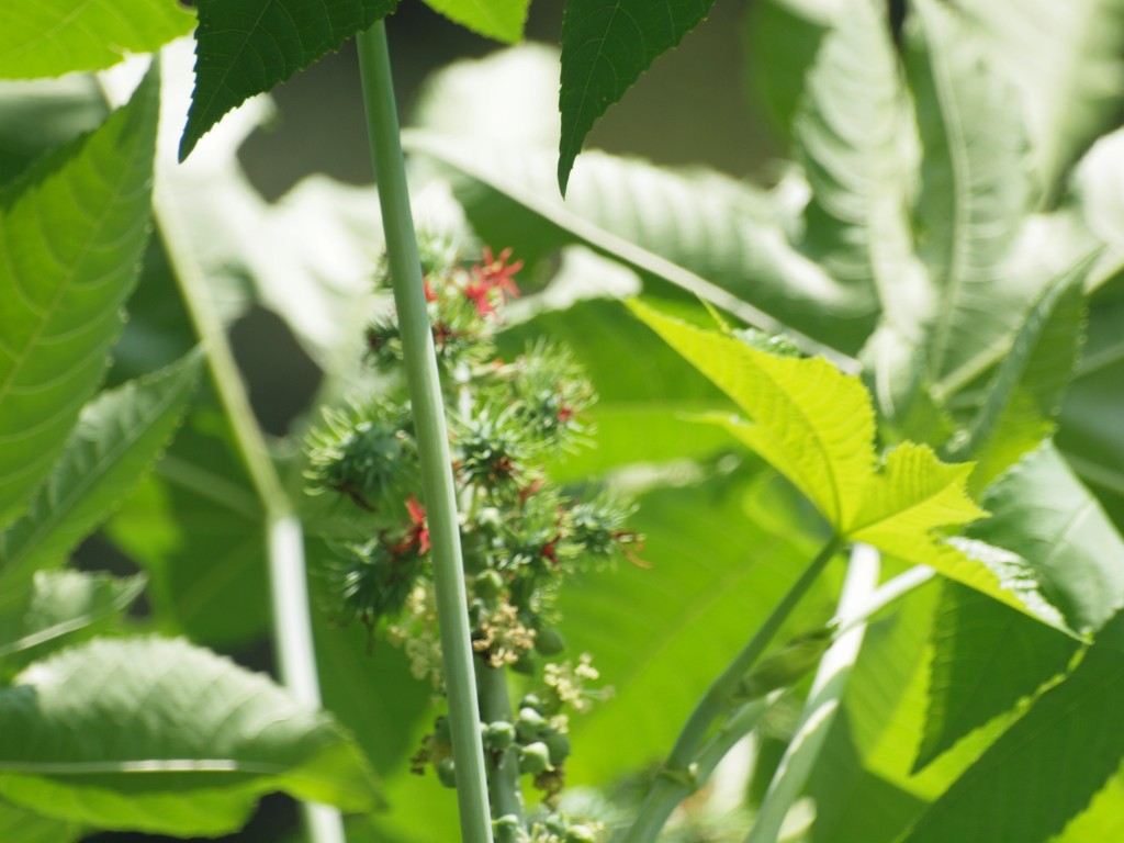 唐胡麻 トウゴマ の花 自然風の自然風だより 唐胡麻 トウゴマ の花 自然風の自然風だより