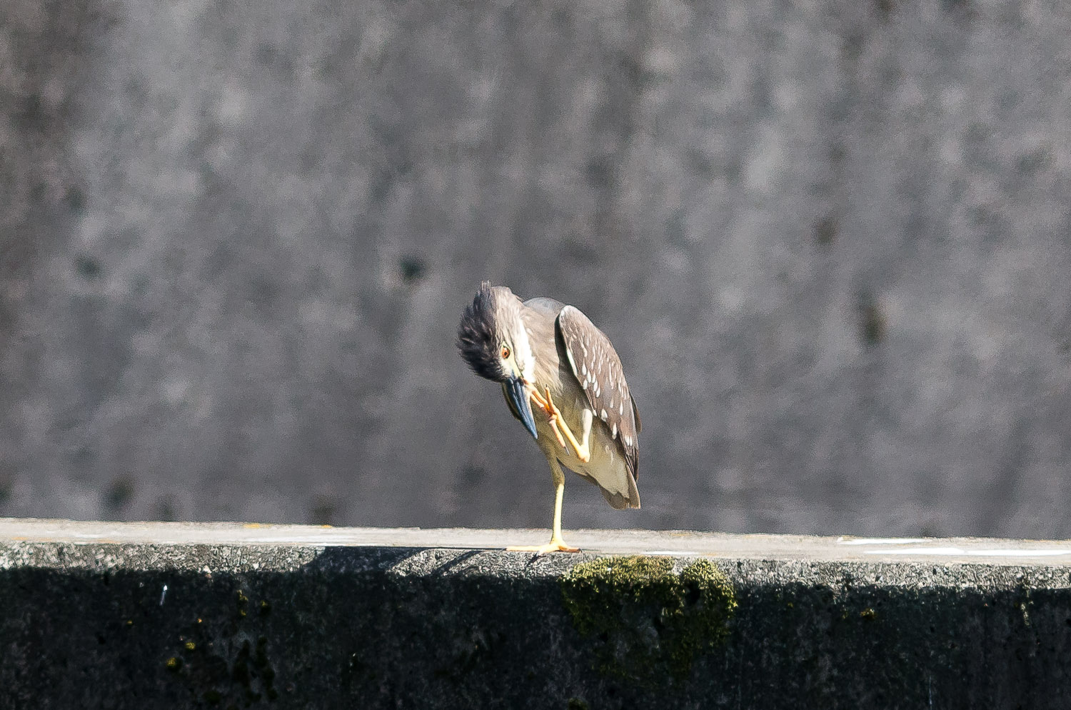 7月下旬の鳥見2013_f0254180_18305337.jpg