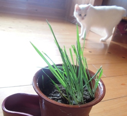 初めての猫草_d0195183_2346727.jpg