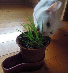 初めての猫草_d0195183_23502146.jpg