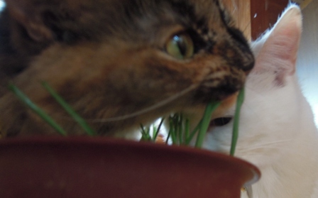 初めての猫草_d0195183_235423.jpg