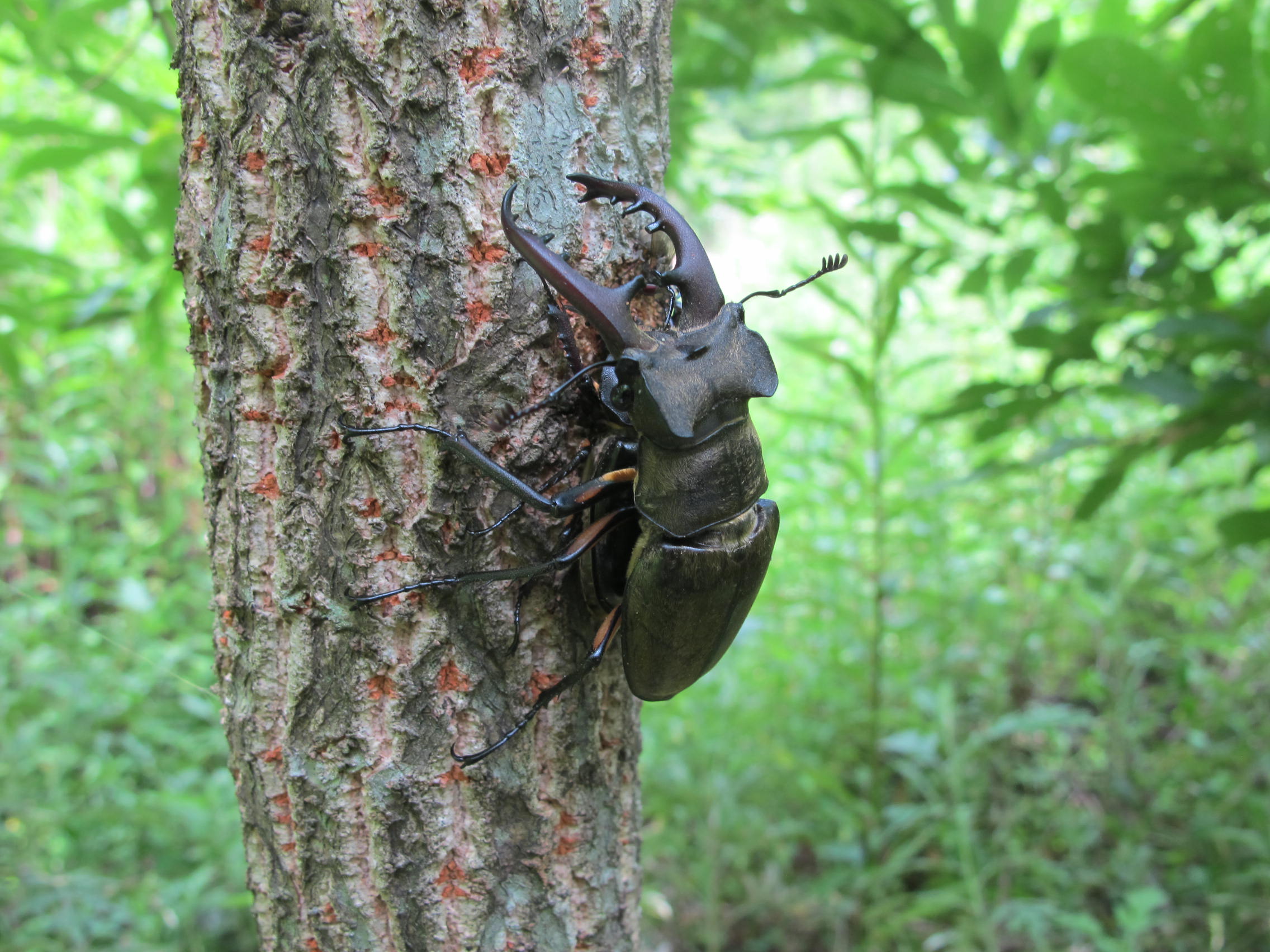 クヌギ　カブトムシ　クワガタ用 クヌギ カブトムシ クワガタ