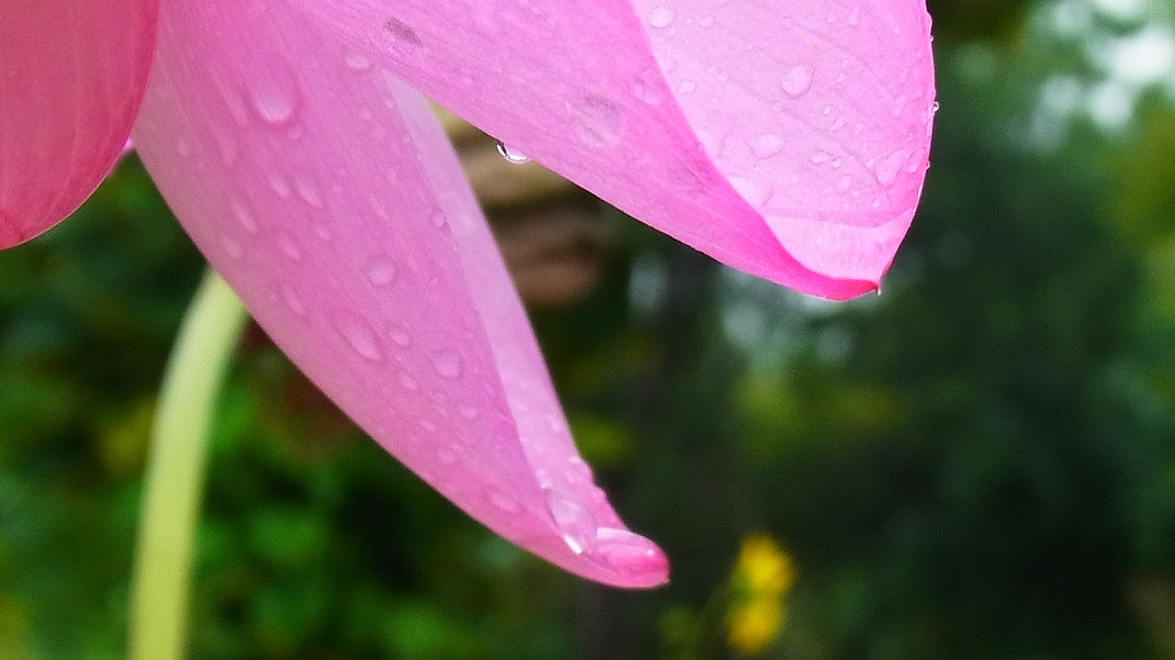 a0152692_18491489.jpg