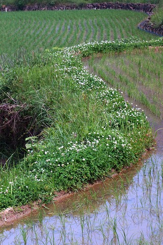 e0176993_75392.jpg