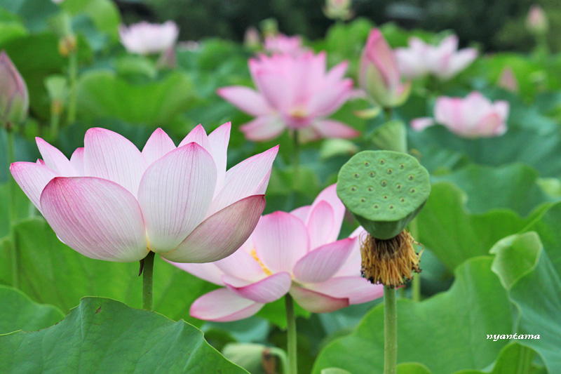 お釈迦様の花に逢いに_e0199197_17513693.jpg