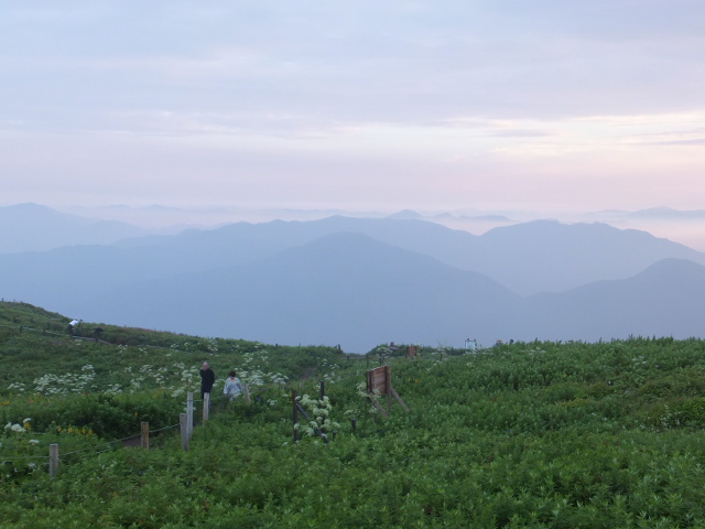 早朝の伊吹山頂お花畑　～７月_a0271502_11472236.jpg