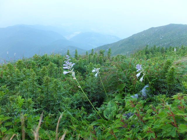 早朝の伊吹山頂お花畑　～７月_a0271502_11501477.jpg