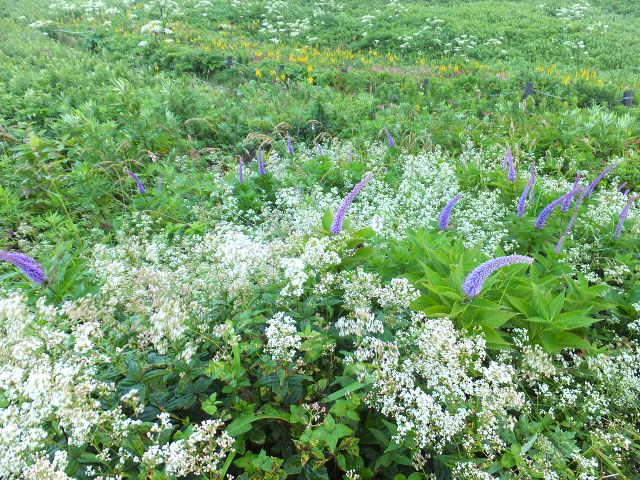 早朝の伊吹山頂お花畑　～７月_a0271502_1212744.jpg