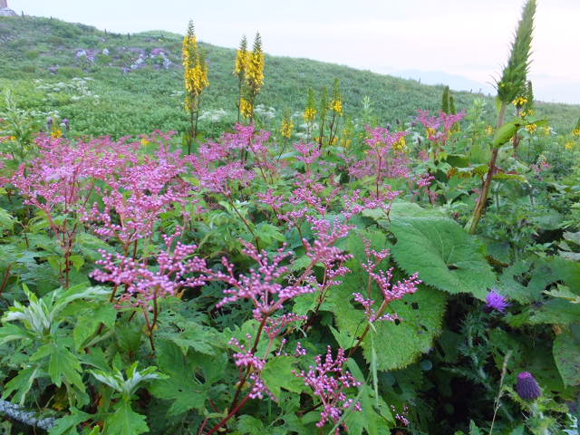 早朝の伊吹山頂お花畑　～７月_a0271502_1222389.jpg