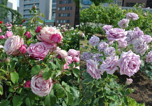 ROSE GARDEN in Nakanoshima_e0099614_23523555.jpg