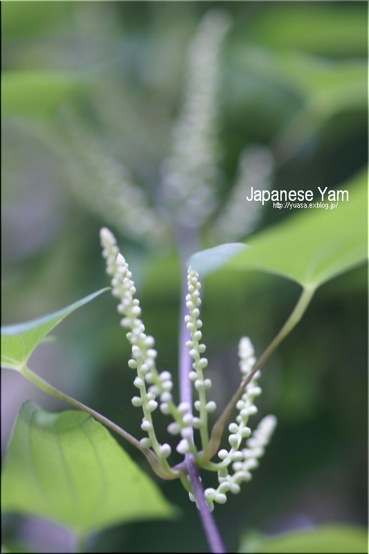 山芋_f0156117_6352673.jpg
