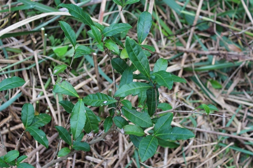 茶席と茶畑_b0220318_55887.jpg