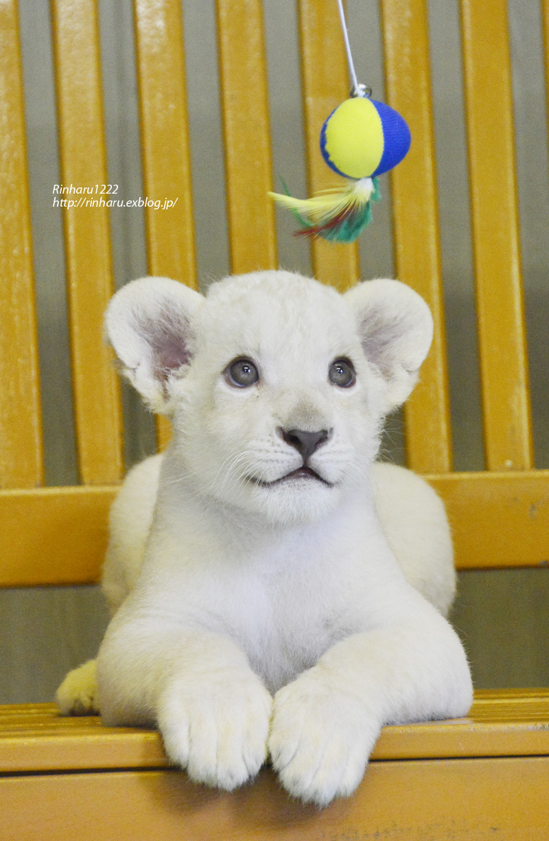 13 7 26 姫路セントラルパーク ホワイトライオンの双子の赤ちゃん In 北海道 White Lion 青空に浮かぶ月を眺めながら