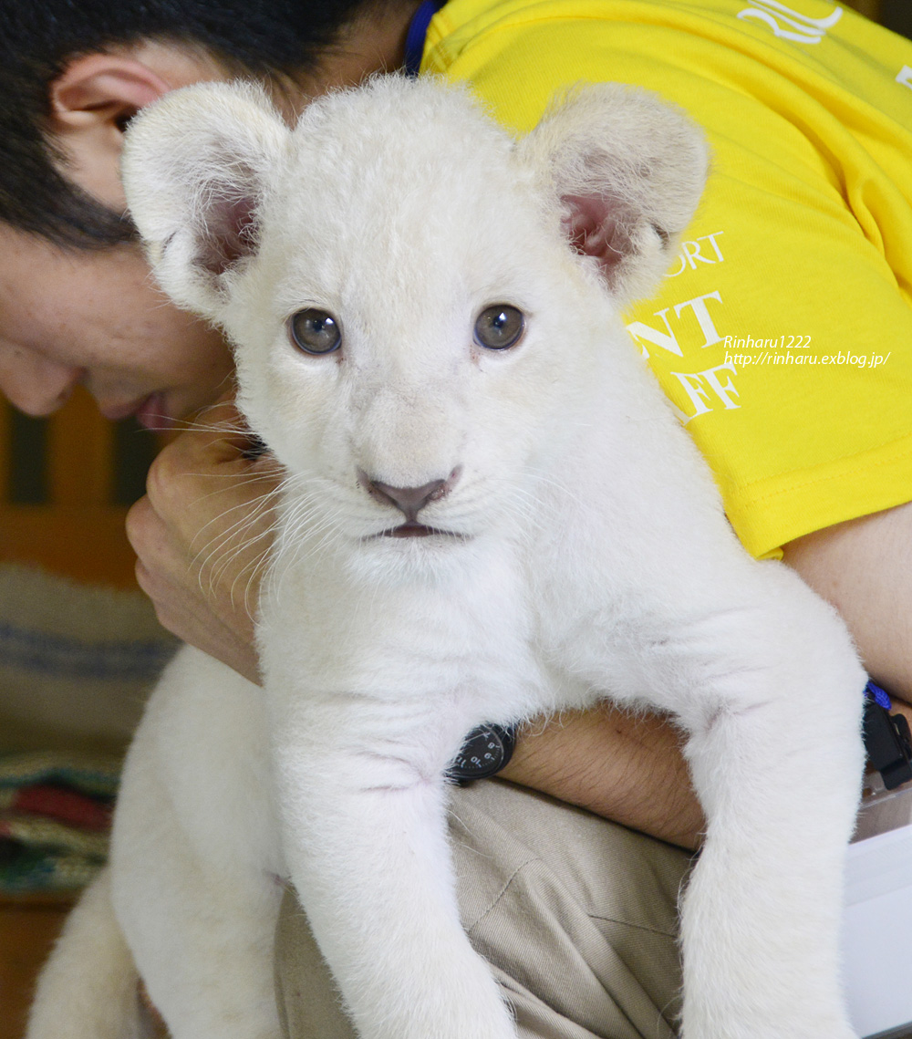 13 7 26 姫路セントラルパーク ホワイトライオンの双子の赤ちゃん In 北海道 White Lion 青空に浮かぶ月を眺めながら 13 7 26 姫路セントラルパーク ホワイトライオンの双子の赤ちゃん In 北海道 White Lion 青空に浮かぶ月を眺めながら