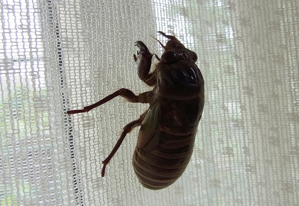 c0204725_2350486.jpg