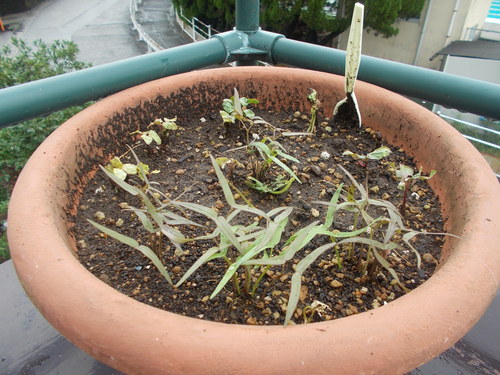 植えてから１ヶ月 アサガオその後 ハワイアンの部屋