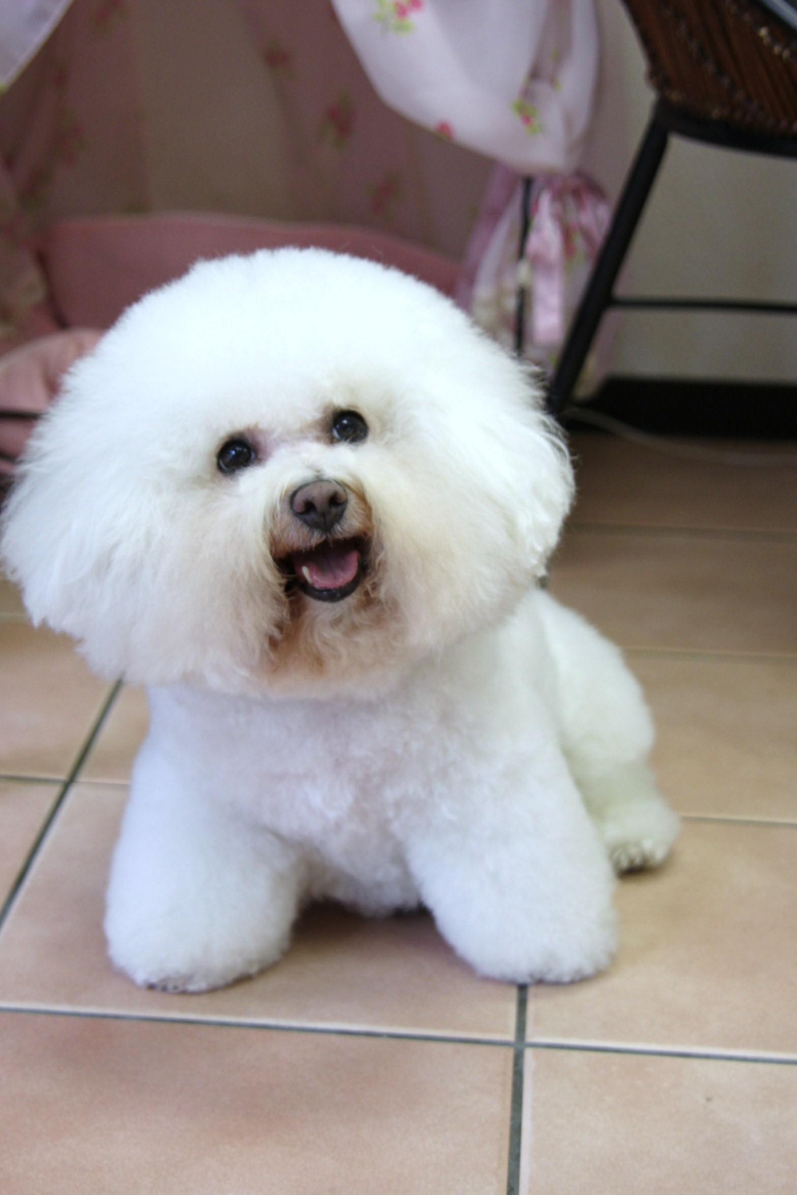 ビションフリーゼ 愛ちゃん とドルチェ君お帰りです Dogsalon Mahalo ビションフリーゼ 愛ちゃん とドルチェ君お帰りです Dogsalon Mahalo