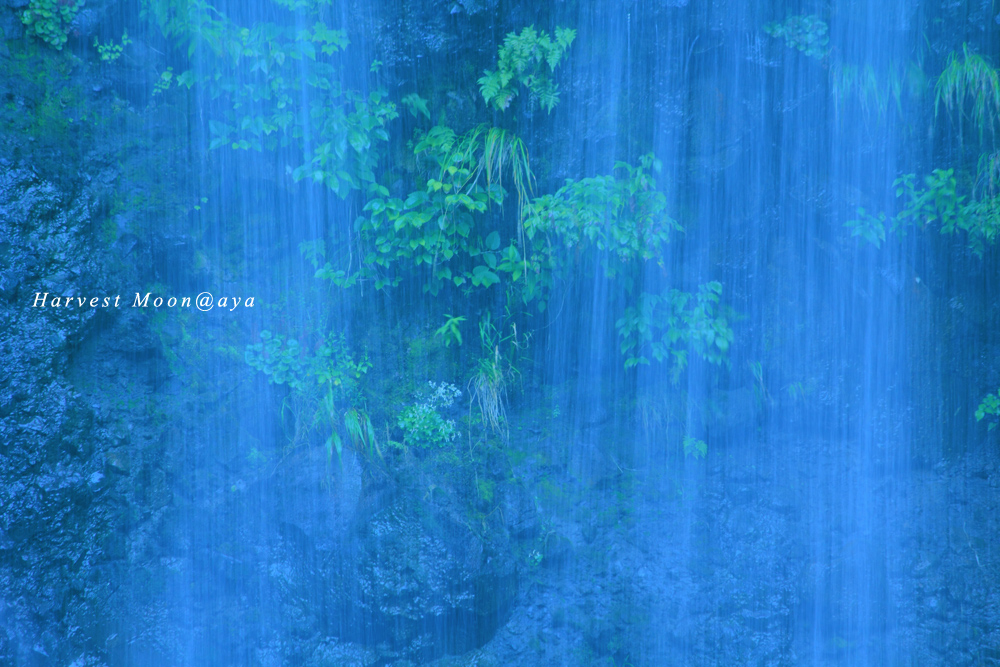 「Harvest Moon」のayaさん登場! _c0039735_16543011.jpg