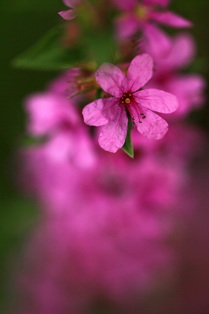 a0242438_21102095.jpg
