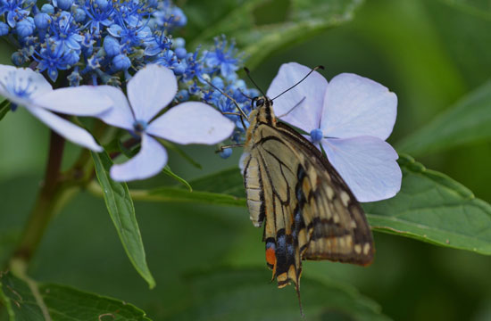 c0093046_6173214.jpg