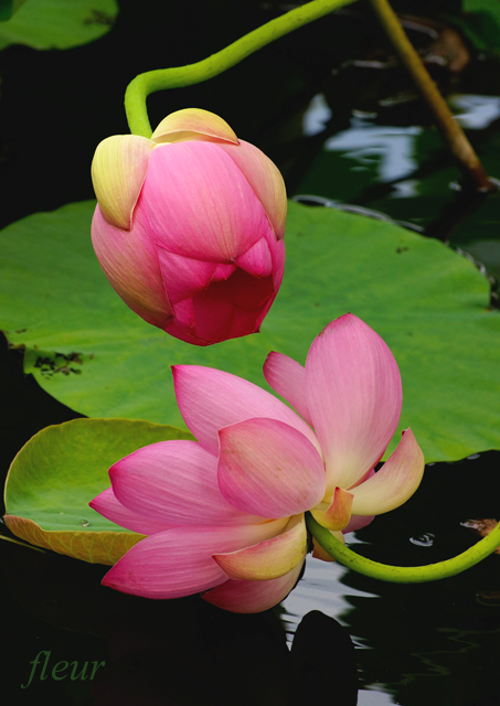 ハスの花の撮り方 終 人に見立てる Crystal Wayの作例 フルール花写真教室