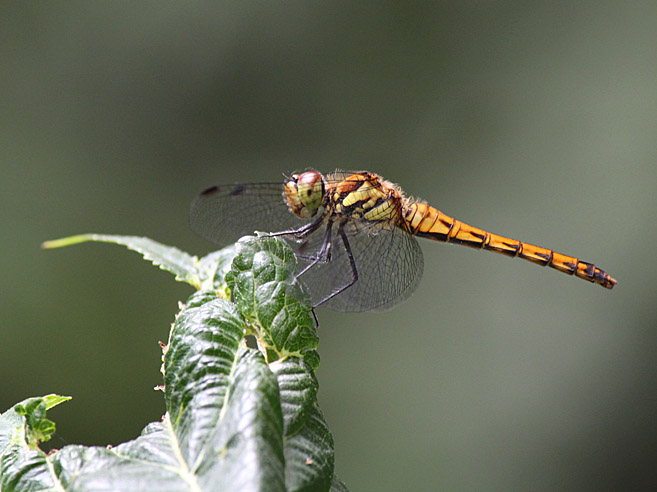 d0146854_21481173.jpg
