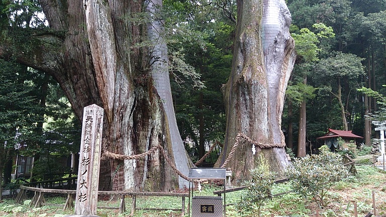 大豊町にある樹齢3000年の大杉に圧倒される_f0067354_6201194.jpg