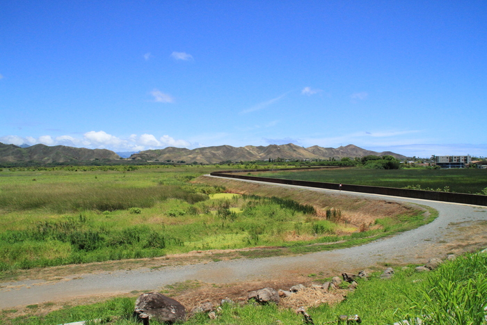 ハワイ旅行記　～カワイ・ヌイ湿地　ハマクア湿地～_e0309356_57990.jpg