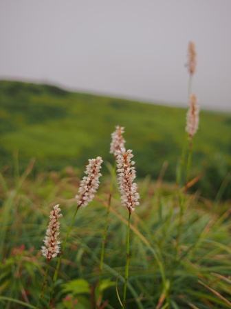 伊吹山高山植物　１_b0246758_21293742.jpg