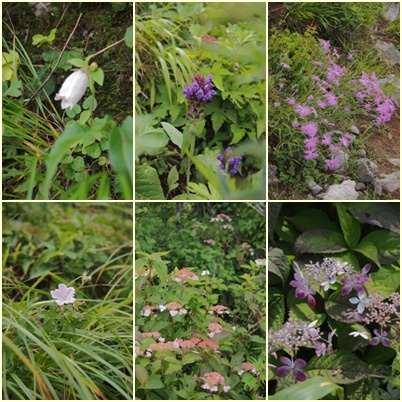 伊吹山高山植物　１_b0246758_21421764.jpg